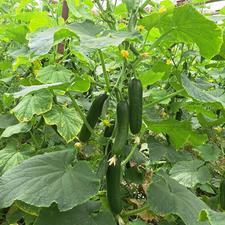 نیرو برا گلخانه