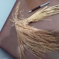 خوشه(شاخه های)برنج تزئینی