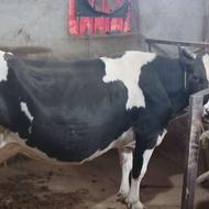 گاو و گوساله تلیسه و گاو نر