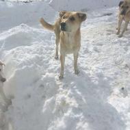 ی سرابی ماده رایگان واگزاری