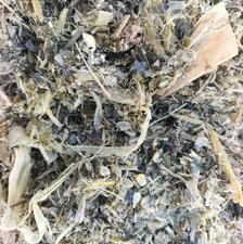 ذرت علوفه ای پردانه