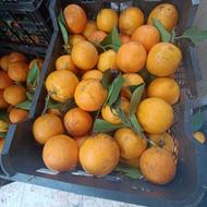 پرتقال محلی شیرین