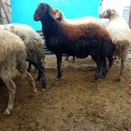 گوسفند بره نر تخمی