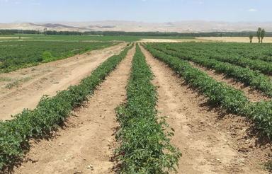 خواهان اجاره زمین کشاورزی آبی هستم