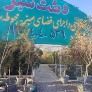 انواع نهال مثمر و غیرمثمر