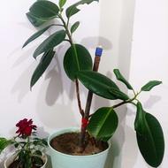 گل گوش فیلی.