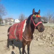 2راس نریان جوان