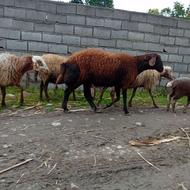 گوسفند ماده افشار شکم دوم درشت وکشیده با یه بره نر غزل افشار