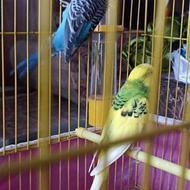 مرغ عشق بالغ