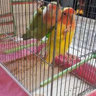 طوطی برزیلی