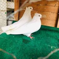 کبوتر سفید تزیینی