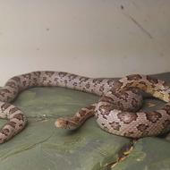 مار خزنده کورن اسنیک آنری