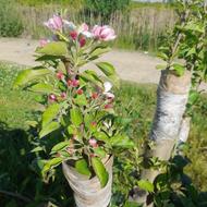 هرس انواع درختان میوه وسیب