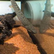 پلی پتروس پولی تایگر یا اورنات