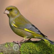 سهره سبزبهمراه قفس