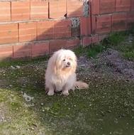 واگذارسگ پاکوتاه نر