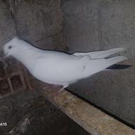 کبوتر طوقی اویناق