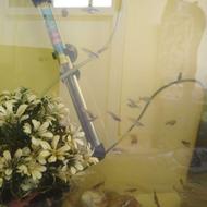 ماهی گوپی مولد