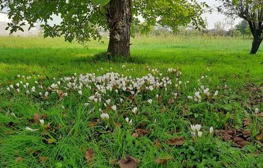 زمینی به مساحت534 متر