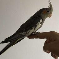 جوجه عروس هلندی فروش فوری