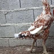 یک عددمرغ چیل