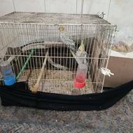 دوتا پرنده تخم میزارن