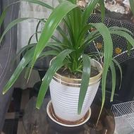 گل دیفن واپاندوس