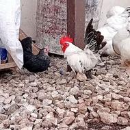 خریدار مرغ چاپنیز هستم