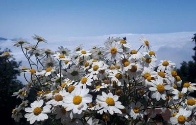 فروش زمین با بنای کلنگی