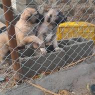 واگذاری یک جفت توله نر از بهترین نسل