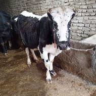 گاو محلی دورگ یک شکم زاییده هم کشتاری هم پرواری