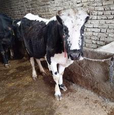 گاو محلی دورگ یک شکم زاییده هم کشتاری هم پرواری