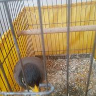 این مینا سخنگو