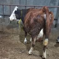 گاو سیمتال قرمز نژاد اصل شیری