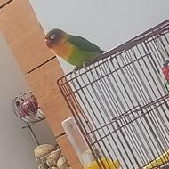 فروش طوطی برزیلی