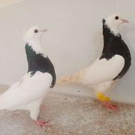 نروماده طوقی سیاه کاکلی