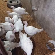 بوقلمون شصت روزه،(5عدد)