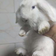 خرگوش لوپ اسکاتلندی