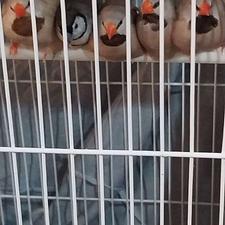 فنچ جغدی و کراواتی