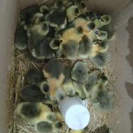 جوجه غاز ( غاز کته ) پنح روزه