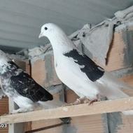 کبوتر گرو پرشی