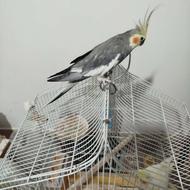 جفت عروس مهاباد