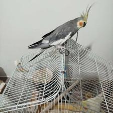 جفت عروس مهاباد