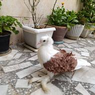 کبوتر جکسون (پشت فر) دوکت سرخ