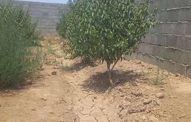 فروش باغ 500 متری