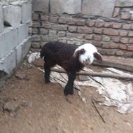 بره ماده شیری