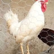 خروس سفید وجوان