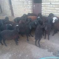 تعداد 26 رس بره. 25 ا لا 30 کیلو.