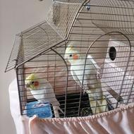 عروس هلندی جفتی