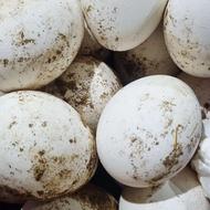 تخم غاز نطفه دار تازه